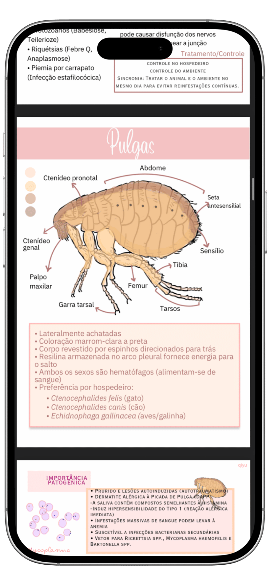 Resumo completo de Parasitologia Veterinária